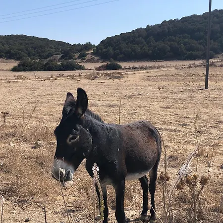 Kantara * Flamoudi