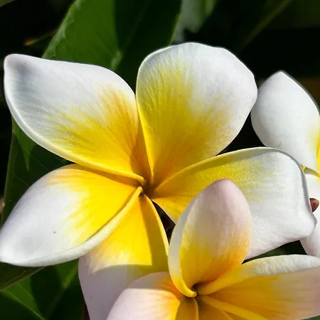 דירה Kantara Flamoudi